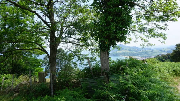 Paisaje Árboles Bosques Una Colina País Vasco —  Fotos de Stock