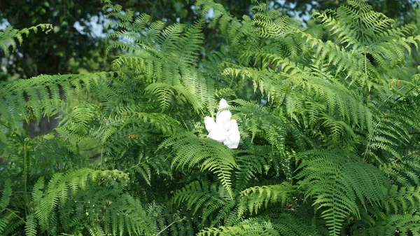 organic garbage, used paper handkerchief left on ferns in the field