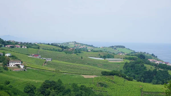 Vinhas Txakoli Getaria País Basco — Fotografia de Stock