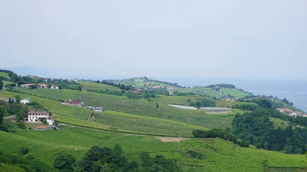 Txakoli Vineyards Getaria Basque Country — стокове фото