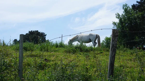 Schimmel Auf Einem Hügel — Stockfoto