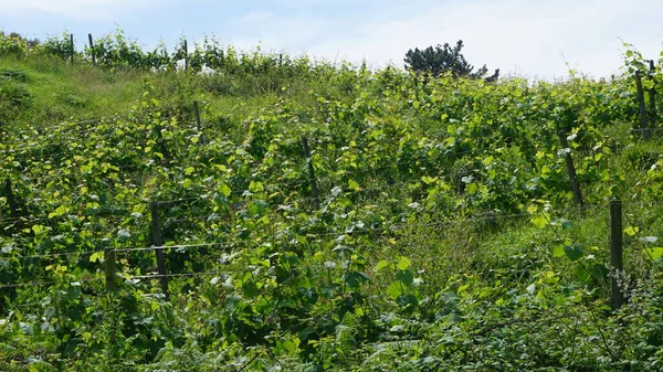 Txakoli Vineyards Getaria Basque Country — Stock Photo, Image