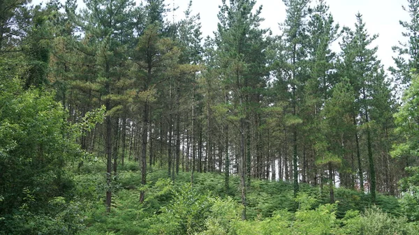 Landschap Van Bomen Bos Een Heuvel Baskenland — Stockfoto