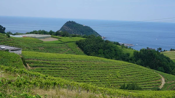 Viñedos Txakoli Getaria País Vasco —  Fotos de Stock