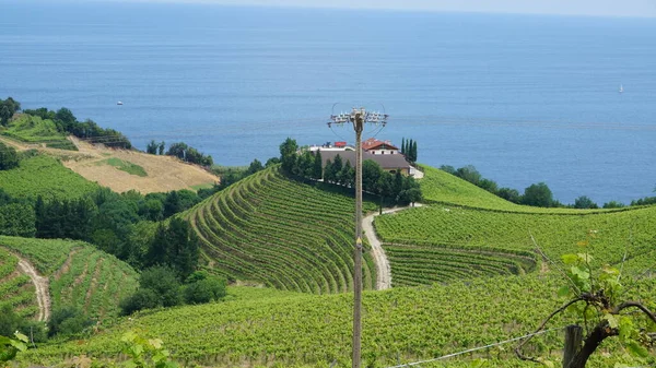 Vinhas Txakoli Getaria País Basco Espanha — Fotografia de Stock