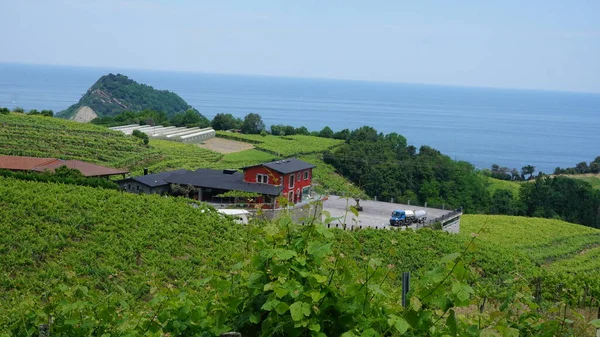 Bodega Txakoli Viñedos Getaria País Vasco España —  Fotos de Stock