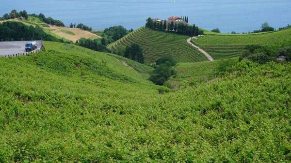 Bodega Txakoli Viñedos Getaria País Vasco España —  Fotos de Stock