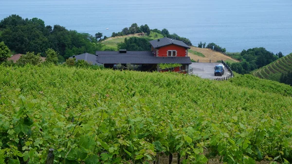 Txakoli Vingård Och Vingårdar Getaria Baskien Spanien — Stockfoto