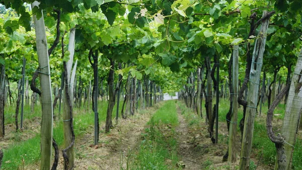 Txakoli Vineyards Getaria Basque Country — Stock Photo, Image