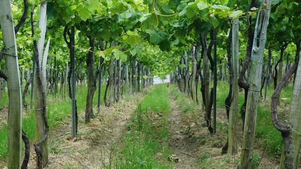 Vinhas Txakoli Getaria País Basco — Fotografia de Stock