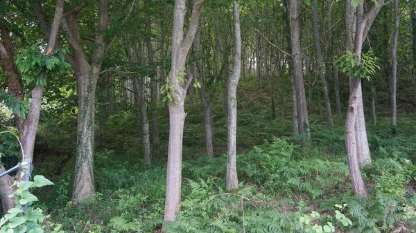 Ландшафт Деревьев Леса Холме Стране Басков — стоковое фото