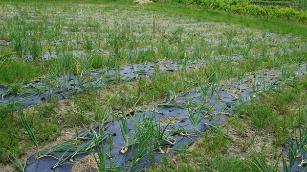 黒いプラスチックで覆われた果樹園のタマネギ — ストック写真