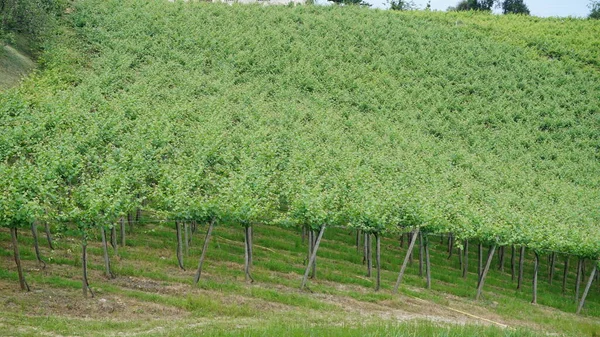 Txakoli Weinberge Getaria Baskenland — Stockfoto