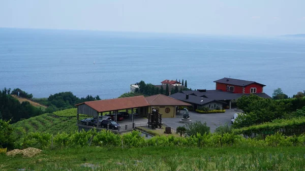 Txakoli Vingård Och Vingårdar Getaria Baskien Spanien — Stockfoto