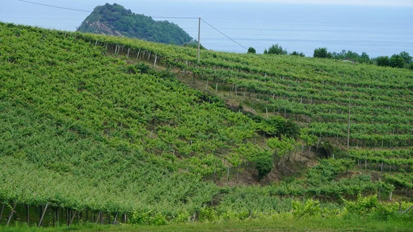 Viñedos Txakoli Getaria País Vasco —  Fotos de Stock