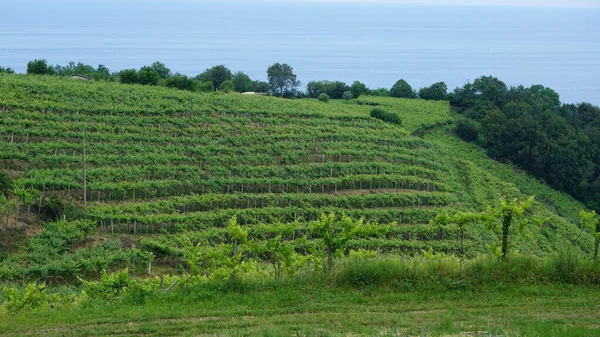 Viñedos Txakoli Getaria País Vasco —  Fotos de Stock