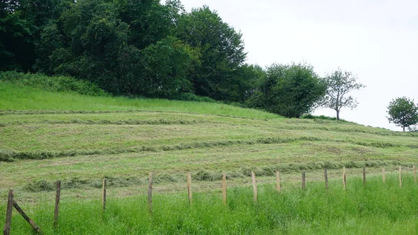 バスク地方のゲタリア畑で草を茹でて — ストック写真