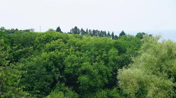 Paisagem Árvores Floresta Uma Colina País Basco — Fotografia de Stock