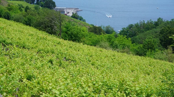 Viñedos Txakoli Getaria País Vasco España —  Fotos de Stock