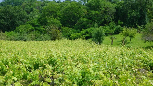 Виноградники Цаколи Гетарии Стране Басков Испания — стоковое фото