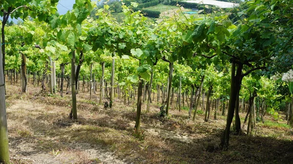 Txakoli Vingårdar Getaria Baskien Spanien — Stockfoto