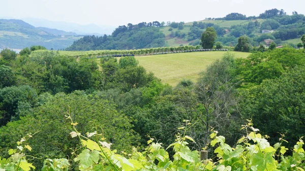 Landschaft Der Ländlichen Felder Baskenland Spanien — Stockfoto