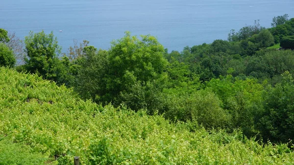 Txakoli Weinberge Getaria Baskenland Spanien — Stockfoto