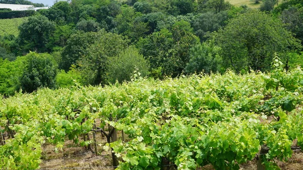 Виноградники Цаколи Гетарии Стране Басков Испания — стоковое фото