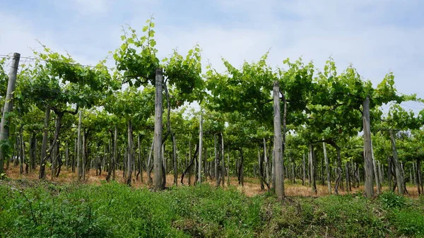 Txakoli Wijngaarden Getaria Baskenland Spanje — Stockfoto