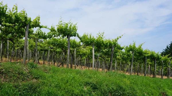 Txakoli Vingårdar Getaria Baskien Spanien — Stockfoto