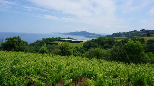 Vignobles Txakoli Getaria Pays Basque Espagne — Photo