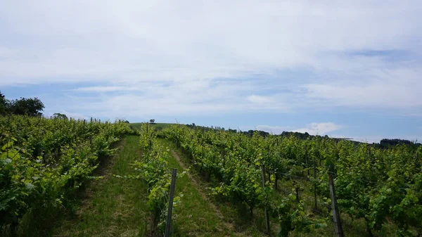 Vinhas Txakoli Getaria País Basco Espanha — Fotografia de Stock