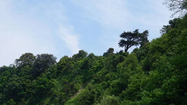 Vegetation Den Klippen Der Getaria Baskenland — Stockfoto