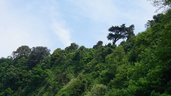 Vegetation Den Klippen Der Getaria Baskenland — Stockfoto