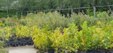 Bahçe ve bahçıvanlık merkezinde satılık bitkiler, ağaçlar ve çalılar.