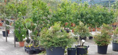 Bahçe ve bahçıvanlık merkezinde satılık bitkiler, ağaçlar ve çalılar.