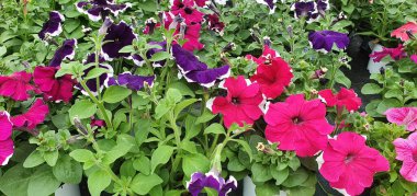 Bahçedeki güzel kırmızı çiçekler