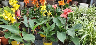 Bahçedeki güzel çiçekler