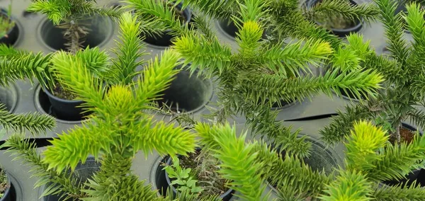 Plantas Árvores Arbustos Para Venda Centro Jardinagem Horticultura — Fotografia de Stock