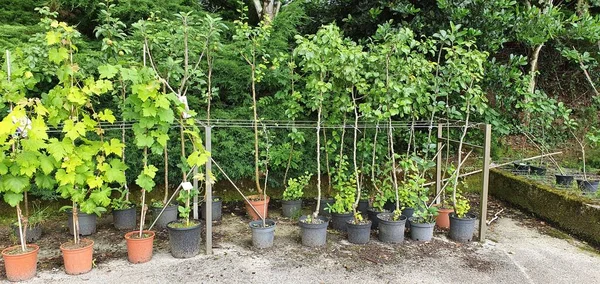 Plantes Arbres Arbustes Vendre Dans Centre Jardinage Horticulture — Photo