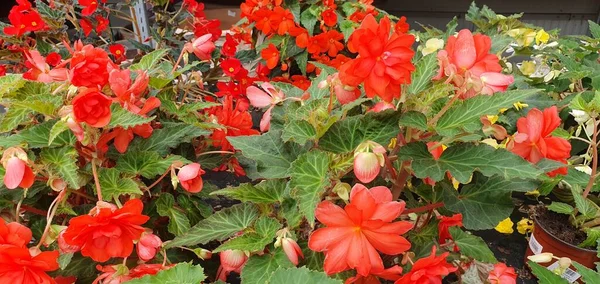Flores Primavera Rojo Fondo —  Fotos de Stock