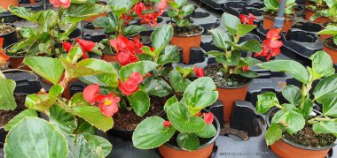 Bahçe merkezinde çiçek açan begonya bitkileri