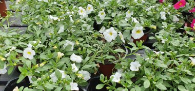 Bahçe merkezinde bahar çiçekleri