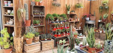 Donostia San Sebastian, Bask Ülkesi, İspanya, 19 Haziran 2020: bir bahçe merkezinde kaktüs ve bonsai arka planı