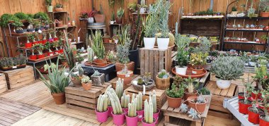 Donostia San Sebastian, Bask Ülkesi, İspanya, 19 Haziran 2020: bir bahçe merkezinde kaktüs ve bonsai arka planı