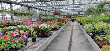 Donostia San Sebastian, Bask Ülkesi, İspanya, 19 Haziran 2020: Satılık birçok bitkisi olan bahçe merkezi