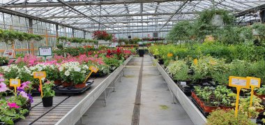 Donostia San Sebastian, Bask Ülkesi, İspanya, 19 Haziran 2020: Satılık birçok bitkisi olan bahçe merkezi