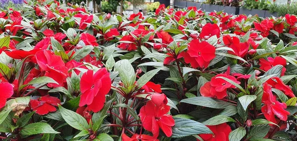 Bahçenin Ortasında Kırmızı Bir Saksı — Stok fotoğraf