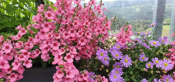 Lente Bloemen Een Tuin Centrum — Stockfoto