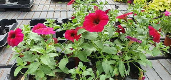 red flower pot in a garden center